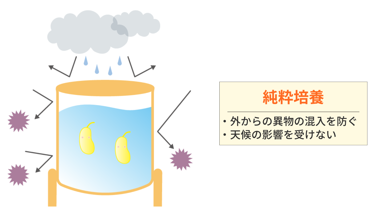 タンク培養.jpg