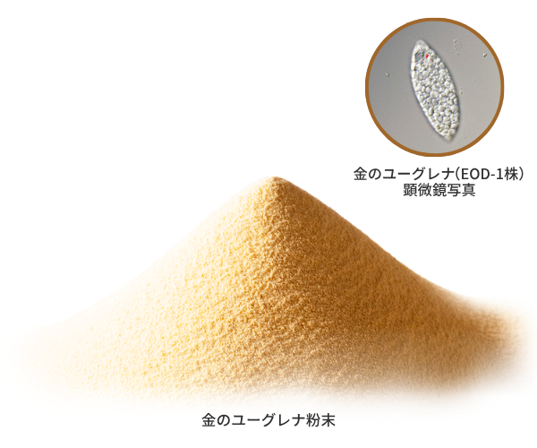 金のユーグレナ.jpg