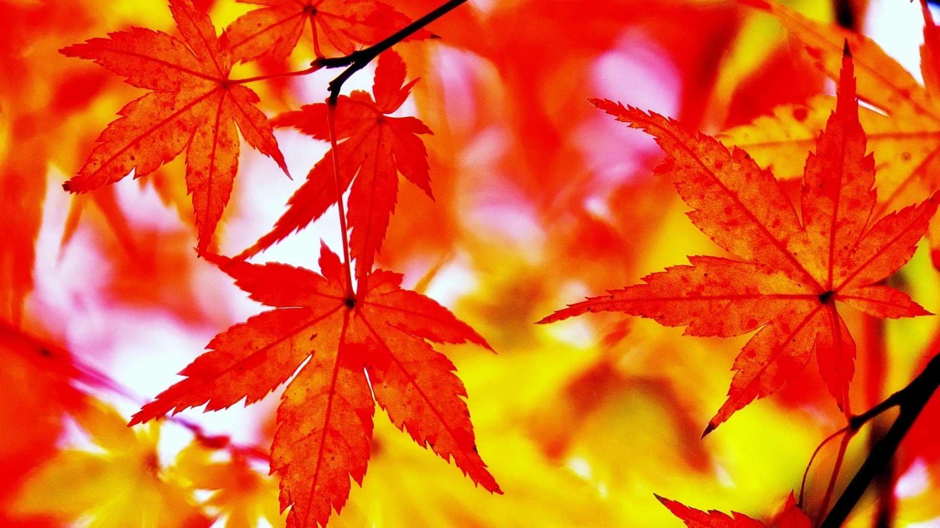 autumnleaves.jpeg