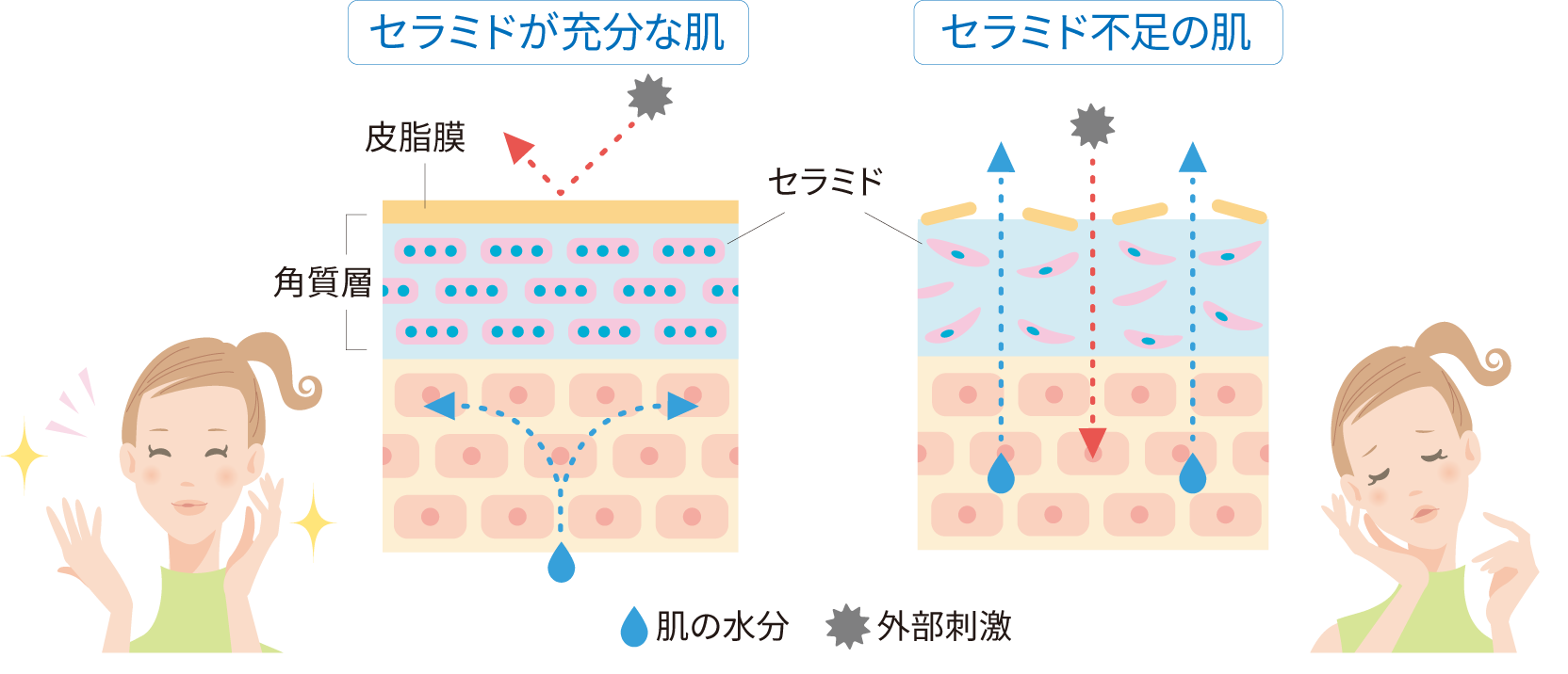 セラミドの力とは