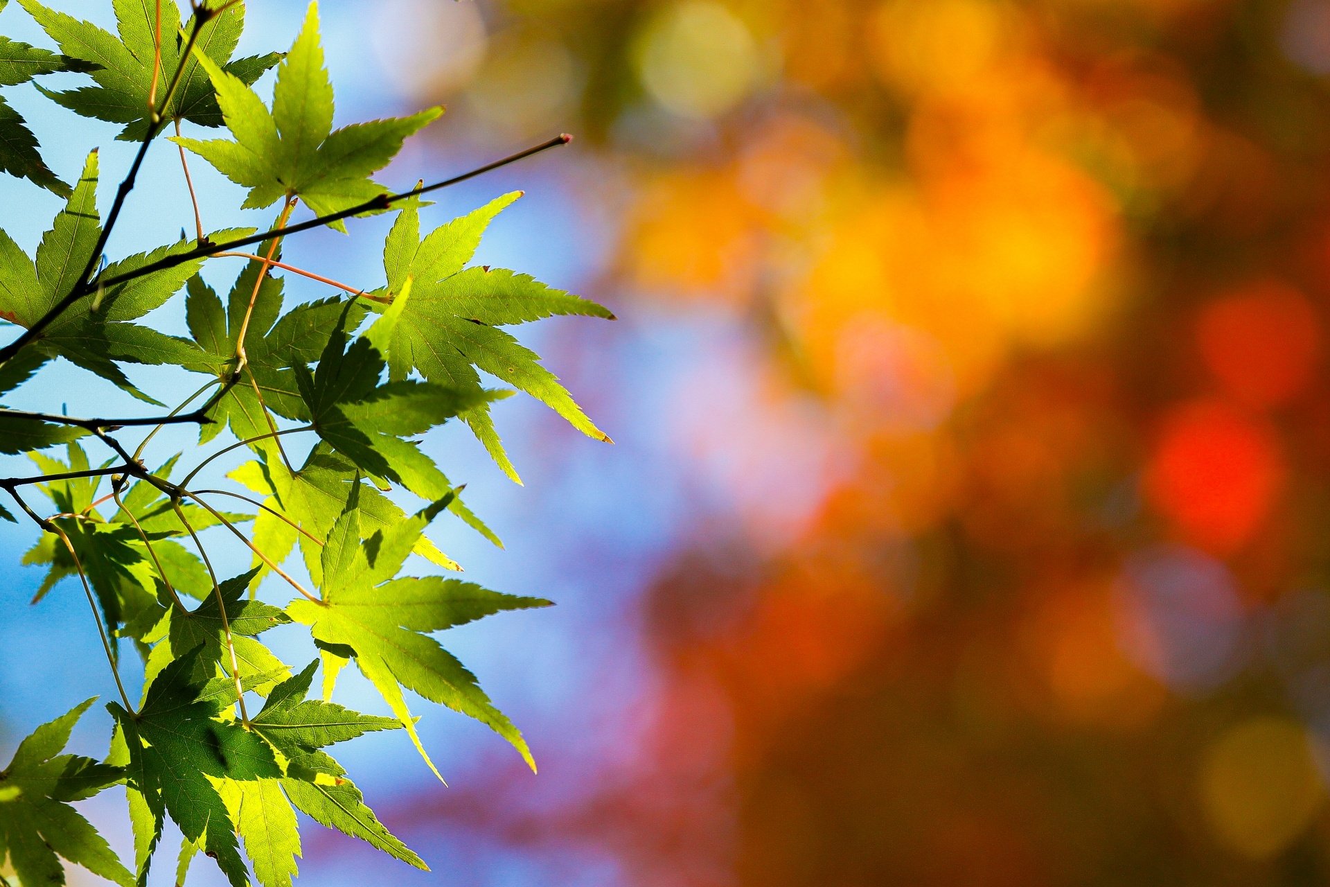 green-maple-leaves-autumn-color-converted.jpg