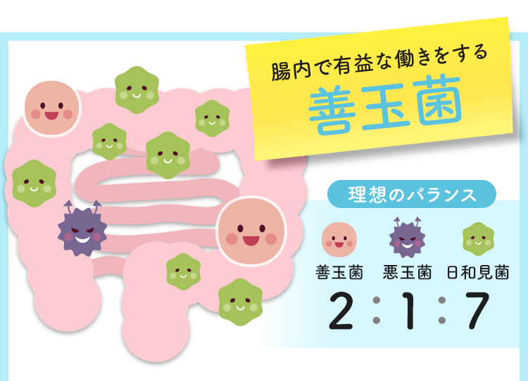 腸内で有益な働きをする善玉菌