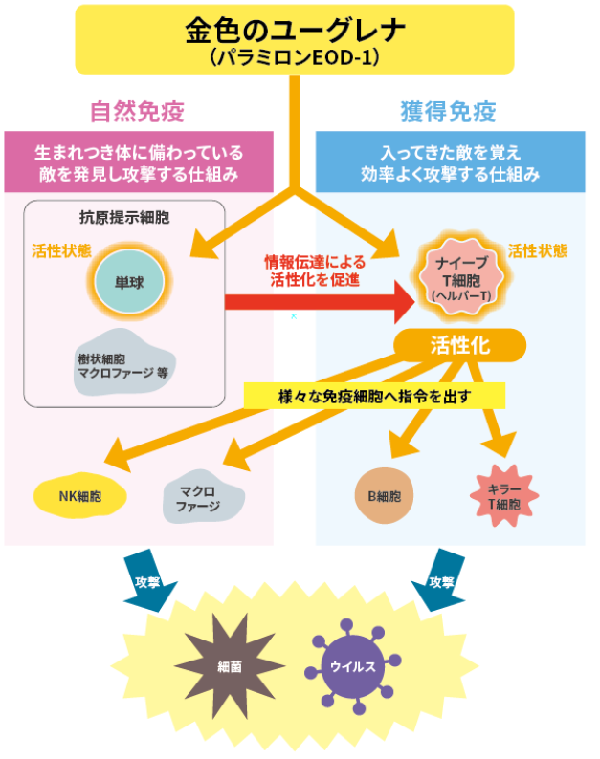 金色のユーグレナ（パラミロンEOD-1）が免疫系に与えると想定される影響.jpg